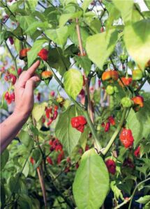 Capsaicin and Scoville Scale